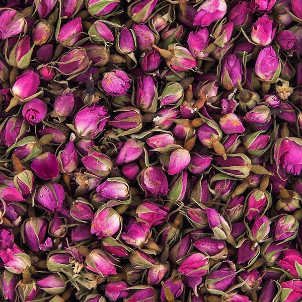 غنچه گل محمدی تازه