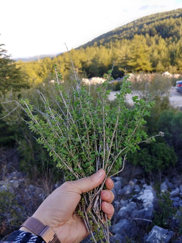 آویشن کوهی ۳۰۰ گرمی